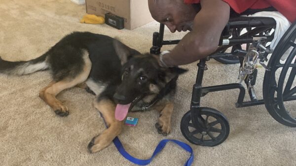 Dale Bryant and his German Shepard King