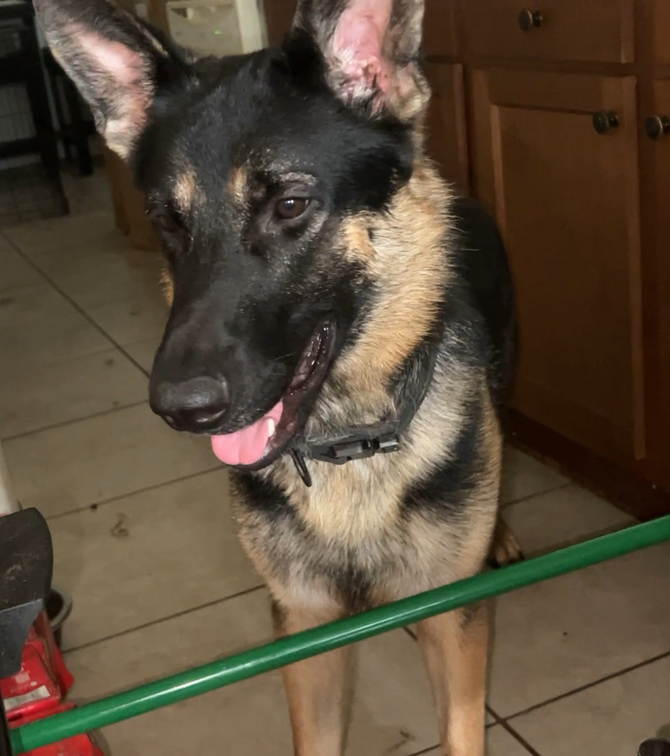Dale Bryant's German Shepard, King